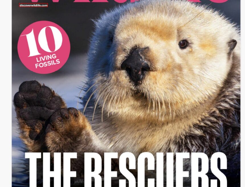 BBC Wildlife