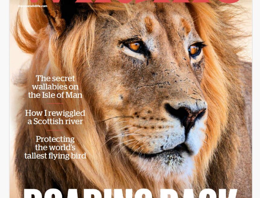 BBC Wildlife