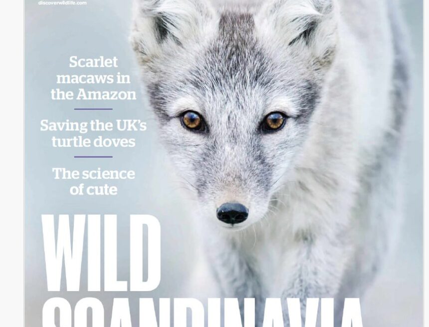 BBC Wildlife