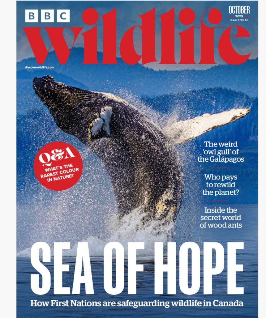 BBC Wildlife